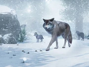 Category Tundra Animals Planet Zoo Wiki Fandom