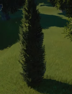 Cypress Tree 04