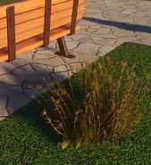 Large Dry Red Oat Grass