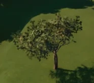 Sudanese Frankincense 01