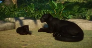 Melanistic jaguar.png (739 KB) Melanistic Jaguar