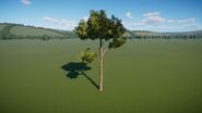 Aleppo Pine Tree 03