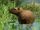 Capybara