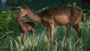 MelanisticFallowDoe.png (997 KB) Melanistic European Fallow Deer Doe