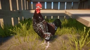 Speckledrooster.png (831 KB) Speckled Male Sussex Chicken