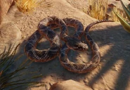 WesternDiamondbackRattlesnake.jpg (127 KB) Base Western Diamondback Rattlesnake