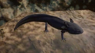 MelanisticAxolotl.png (645 KB) Melanistic Axolotl