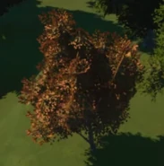 River Bushwillow Tree 02