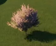 Desert Ironwood Tree 01