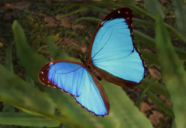 Menelaus Blue Morpho | Planet Zoo Wiki | Fandom