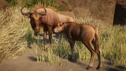 Golden blue wildebeest.png (1.04 MB) Golden Blue Wildebeest