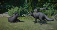 Blue Morph Artic Fox