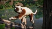 First reveal of the Coquerel's sifaka
