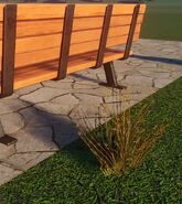 Small Dry Red Oat Grass