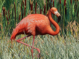 American Flamingo