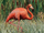 American Flamingo