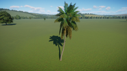 Coconut Palm 01