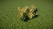 Drydrinnl.jpg (625 KB) Large Dry Drinn Grass
