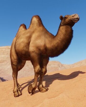 Bactrian Camel Planet Zoo Wiki Fandom