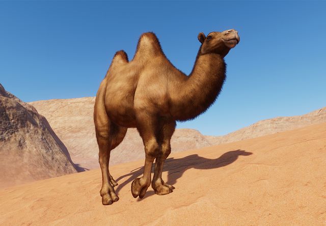 Bactrian camel