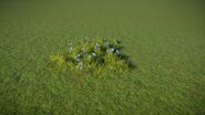 Cornflower 1