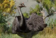 GreaterRheaZoopedia.webp (185 KB) Base Greater Rhea