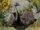 Greater Rhea
