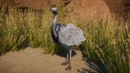 LeucisticRheaMale.png (1.11 MB) Leucistic Greater Rhea Male