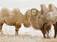 Bactrian Camel | Planet Zoo Wiki | Fandom