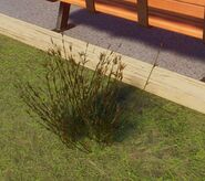 Small Red Oat Grass