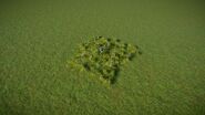 Aster 2