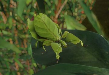 leaf insect camouflage