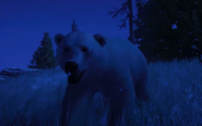 Polar bear at night