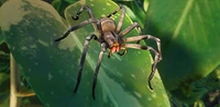 IconBrazilianWanderingSpider