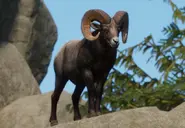 BighornSheepZoopedia.webp (163 KB) Base Bighorn Sheep