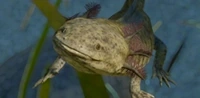 IconAxolotl