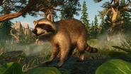 Raccoonteaser.jpg (1.23 MB)