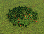 Bearberry Bush 01