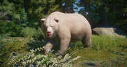 Albino grizzly.png (846 KB) Albino Grizzly Bear