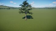 Bald Cypress 01