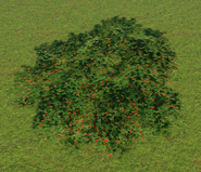 Bearberry Bush 03