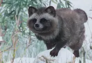 Raccoondogzoopedia.webp (182 KB) Base Japanese Raccoon Dog