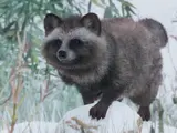 Japanese Raccoon Dog