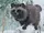 Japanese Raccoon Dog