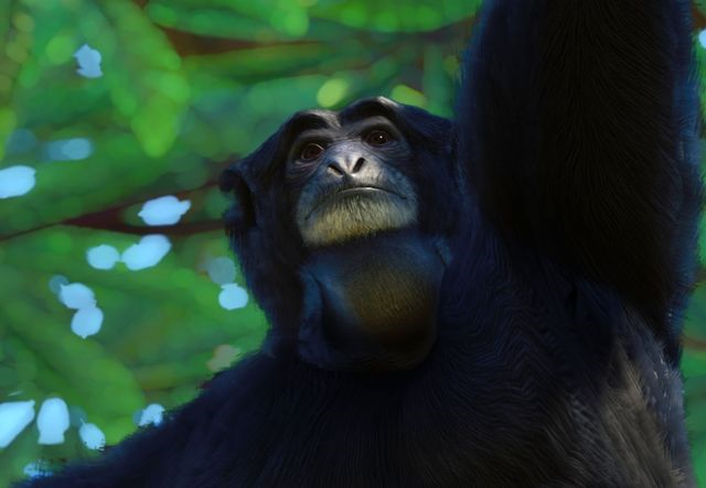 Le siamang, le plus grand des gibbons - Parc de Branféré