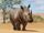 Southern White Rhinoceros