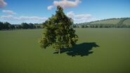 Aleppo Pine Tree 02