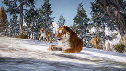 Zoopedia Bengal vs Siberian tiger size.