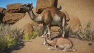 PiebaldDromedary.png (960 KB) Piebald Dromedary Camel