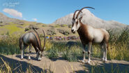 Scimitar-Horned Oryx Image 2